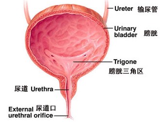 间质性膀胱炎最新疗法研究与应用